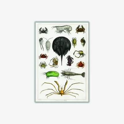 Wolf & Badger Collection Of Arthropods Print Xxs Stanley Print House