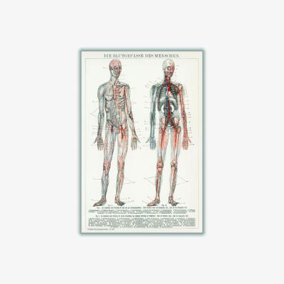 Wolf & Badger Neutrals Human Blood Vessels And Cardiovascular System A2 420 X 594Mm Stanley Print House