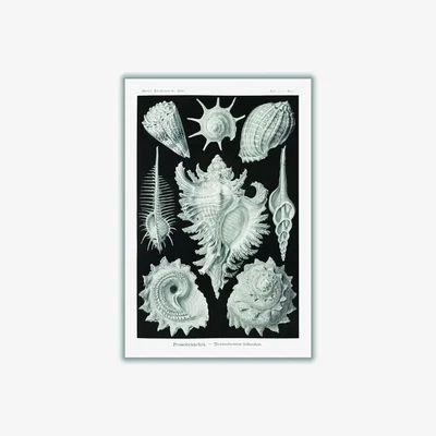 Wolf & Badger Grey Prosobranchia-Dorderkiemen Schnecken By Ernst Haeckel Medium Stanley Print House
