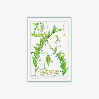 Wolf & Badger Green Sceau De Salomon - Solomon's Seal Ii By Maurice Pillard Verneuil A4 210 X 297Mm Stanley Print House