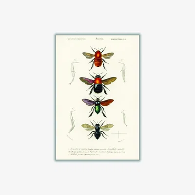 Wolf & Badger Yellow / Orange Natural History - Different Types Of Insects 1 Extra Small Stanley Print House