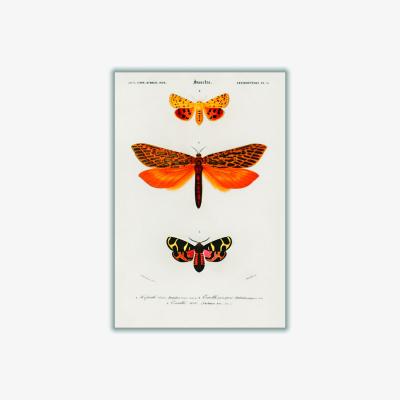 Wolf & Badger Yellow / Orange Natural History - Different Types Of Moths 1 Extra Small Stanley Print House