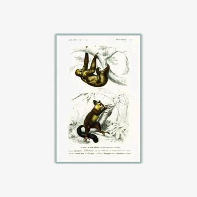 Wolf & Badger Brown Three-Toed Sloth & Aye-Aye Extra Small Stanley Print House
