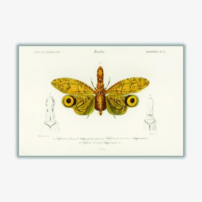 Wolf & Badger Yellow / Orange Fulgora Graciliceps Extra Small Stanley Print House