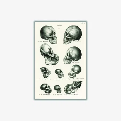 Wolf & Badger Neutrals Skulls A4 210 X 297Mm Stanley Print House