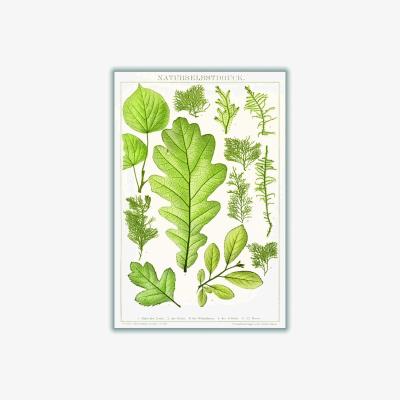 Wolf & Badger Green Various Leaves A3 297 X 420Mm Stanley Print House