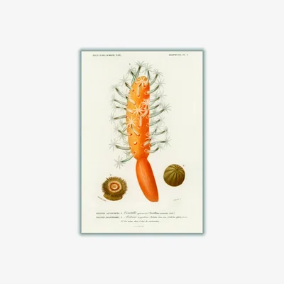 Wolf & Badger Yellow / Orange Veretillum Cynomorium, Sea Carrot, Actinia Effoeta, Sea Anemone A3 297 X 420Mm Stanley Print House