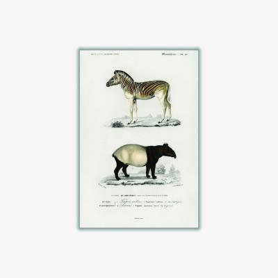 Wolf & Badger Malayan Tapir & Mountain Zebra A3 297 X 420Mm Stanley Print House