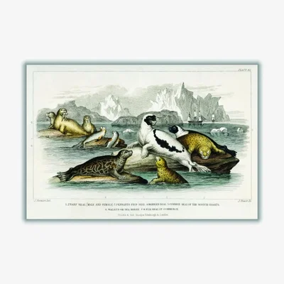 Wolf & Badger Neutrals Various Types Of Seal Medium Stanley Print House