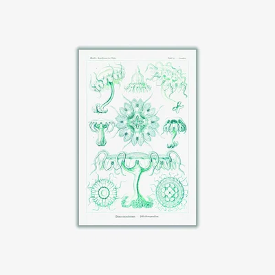 Wolf & Badger Blue Discomedusae-Scheibenquallen Iii By Ernst Haeckel A2 420 X 594Mm Stanley Print House