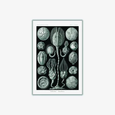 Wolf & Badger Grey Cystoidea-Beutelsterne By Ernst Haeckel A1 594 X 841Mm Stanley Print House