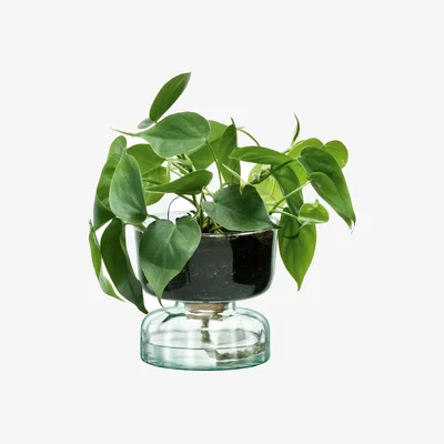 Amara Canopy Self Watering Planter