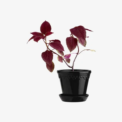 Amara Bergs Potter - Copenhagen Glazed Plant Pot and Saucer - Black - 14cm