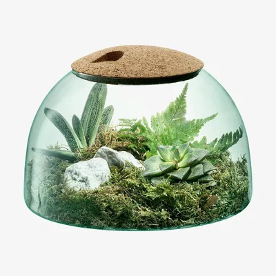 Amara LSA International - Canopy Closed Garden - 16.5cm