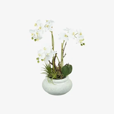 Amara Parlane - Phalaenopsis Orchid in Pot - Small