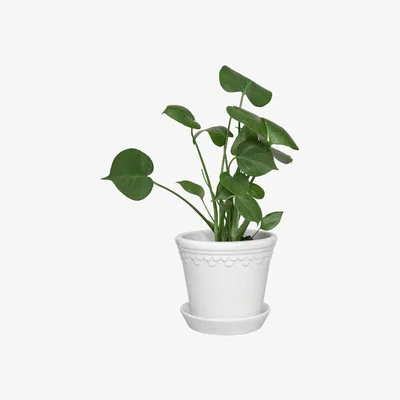 Amara Bergs Potter - Copenhagen Glazed Plant Pot and Saucer - White - 14cm