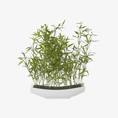 Amara Parlane - Bamboo in Pot