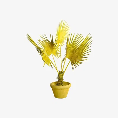 Amara Pols Potten - Fan Palm in Pot - Yellow