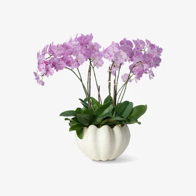 Amara AERIN - Mirabelle Cachepot - Cream