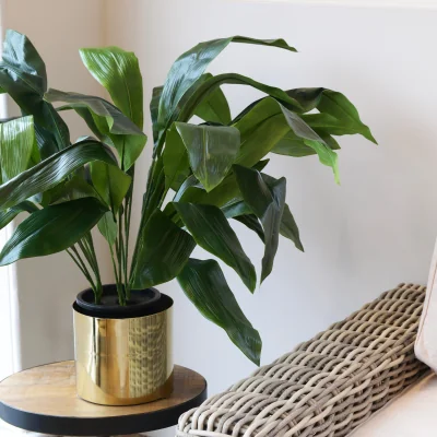Arighi Bianchi Aspidistra Plant in Black Plastic Pot