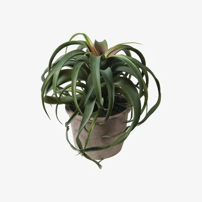Barker and Stonehouse Potted Tillandsia