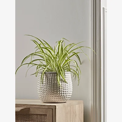 Cox and Cox Glaze Dots Planter