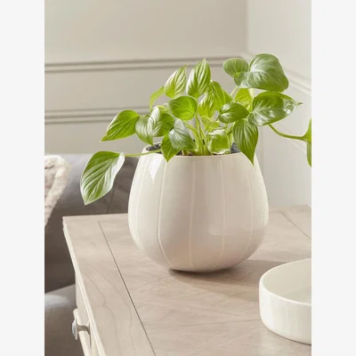 Cox and Cox Dorothy Planter