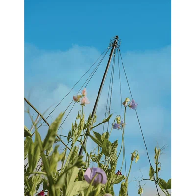 Cox and Cox NEW Maypole Plant Support