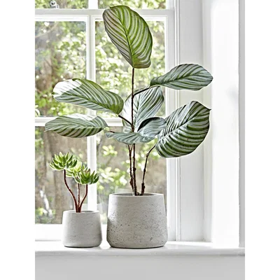 Cox and Cox Two Nested Concrete Planters