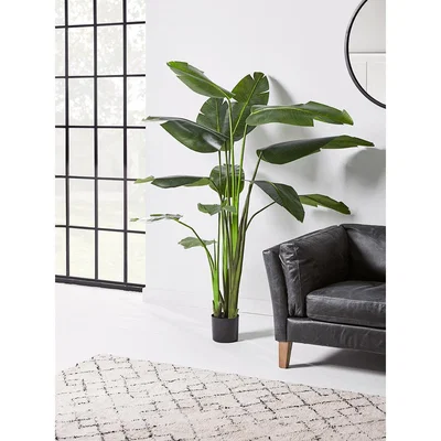 Cox and Cox NEW Faux Potted Banana Plant - Large