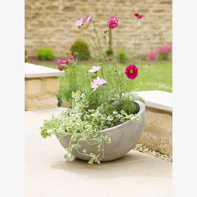 Cox and Cox Alder Planter