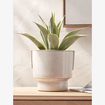 Cox and Cox Elodie Planter