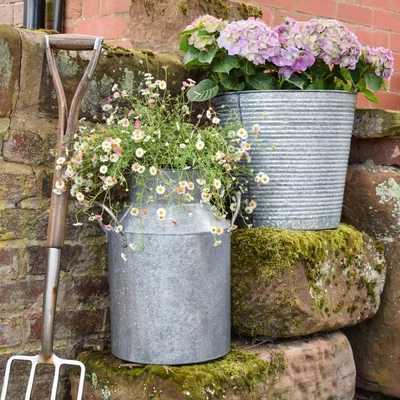 Cuckooland Farmhouse Galvanised Decorative Milk Churn -