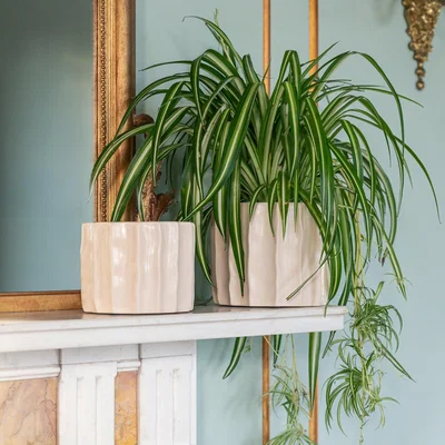 Dunelm Kew Organic Ripple Bone Plant Pot Ivory