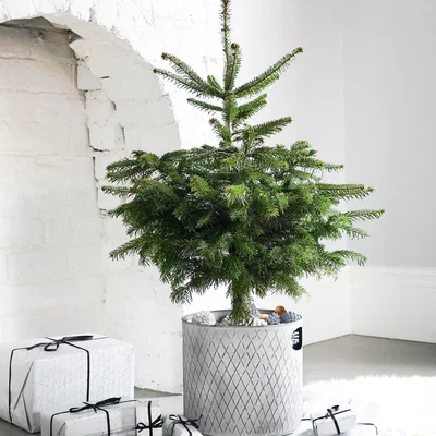 Dunelm Indoor Zinc Christmas Tree Bucket 23cm Zinc