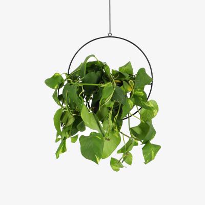 Dunelm Fallen Fruits Hanging Plant Pot
