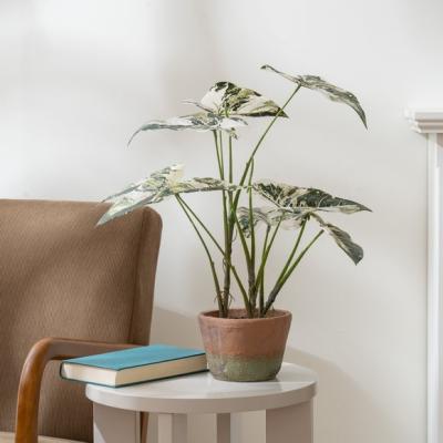 Dunelm Artificial Alocasia in Cement Plant Pot