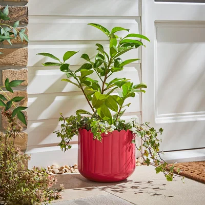 Dunelm Scalloped Metal Plant Pot Apricot