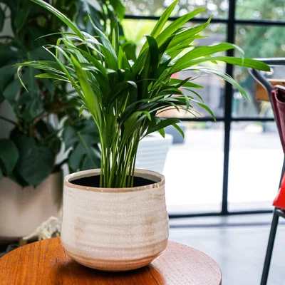 Dunelm Como Plant Pot Ivory
