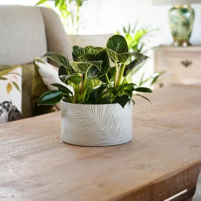Dunelm Kew Stoneware Sago Palm Bowl Plant Pot Ivory