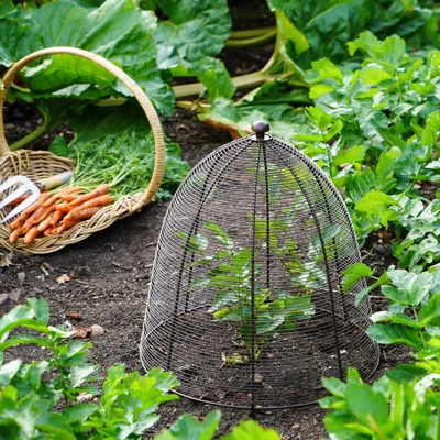 Dunelm Outdoor Wired Plant Protector Bronze