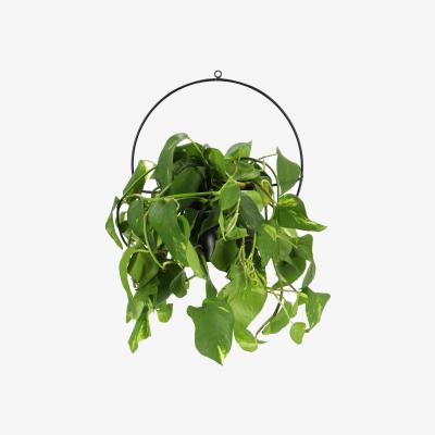 Dunelm Fallen Fruits Wall Mounted Plant Pot