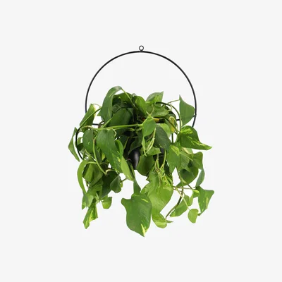 Dunelm Fallen Fruits Wall Mounted Plant Pot