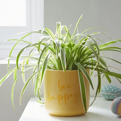 Dunelm Ceramic 13cm Bee Happy Plant Pot Yellow