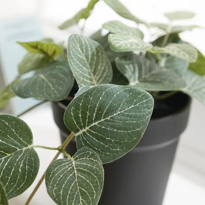 Dunelm Artificial Trailing Fittonia Plant in Black Plant Pot