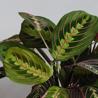 Dunelm Prayer Plant Potted House Plant Bundle Earthenware Pistachio