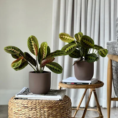 Dunelm Prayer Plant Potted House Plant Bundle Earthenware Graphite