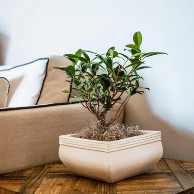 Dunelm Set of 2 Square Bonsai Plant Pots Cream