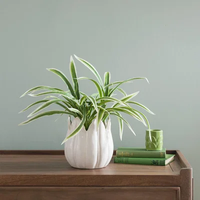 Dunelm Variegated Yucca Plant in Ceramic Plant Pot
