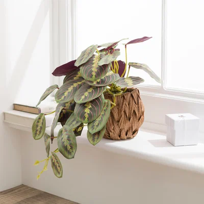 Dunelm Artificial Prayer Plant in Woven Plant Pot